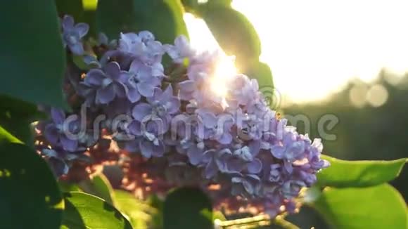有花和叶子的丁香灌木视频的预览图
