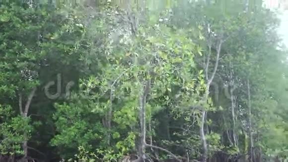 猴子爬上红树林视频的预览图
