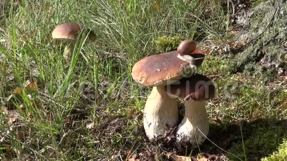 秋天林中蘑菇的蜗牛视频的预览图
