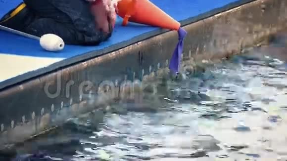 动物园管理员给海豚喂鱼视频的预览图