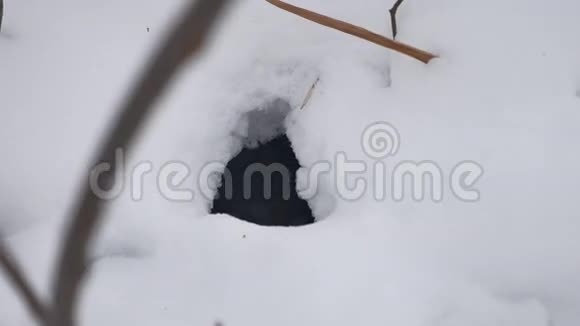 冬天一只动物在森林中的洞穴里在雪景中自然视频的预览图