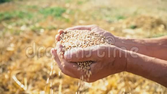 粮食在农夫手中小麦在田里的人的手指里倒出来视频的预览图
