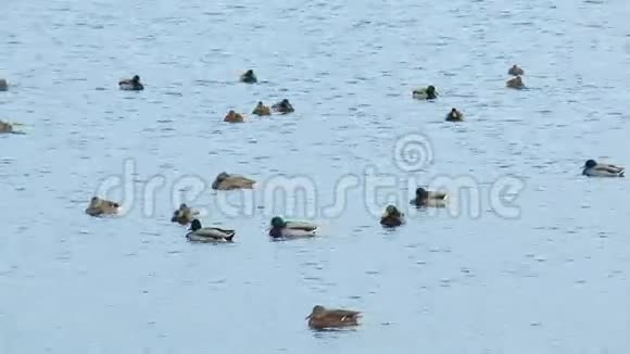 秋天的湖里有漂浮的鸭子视频的预览图