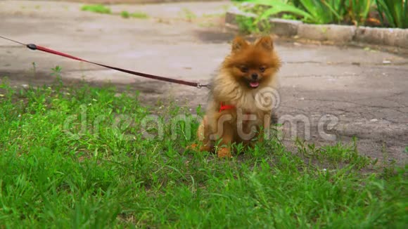 肖像小狗坐在草坪上绿草如茵视频的预览图