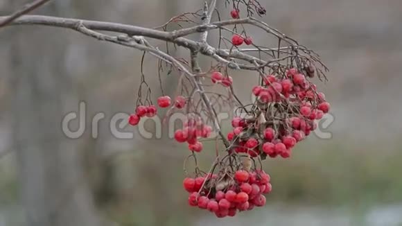 罗文枝红色浆果在古老的自然风上摆动视频的预览图