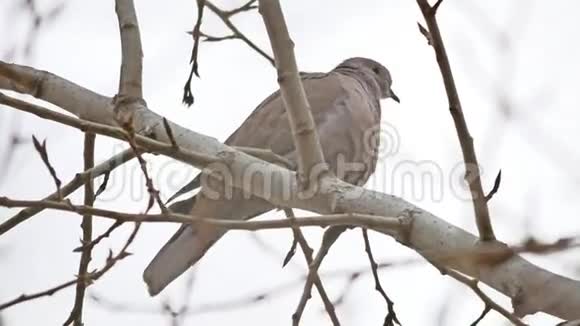 树枝上的哀鸟斑鸠视频的预览图