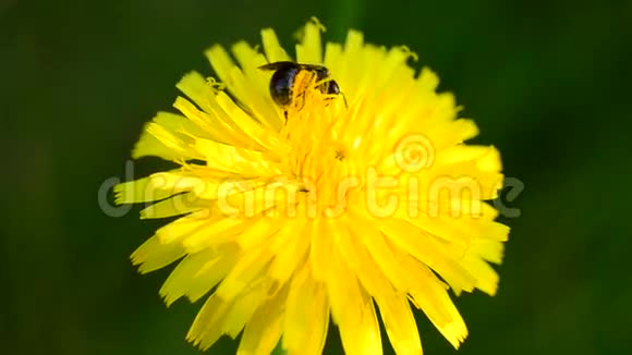 工蜂收集黄色蒲公英花的花粉视频的预览图