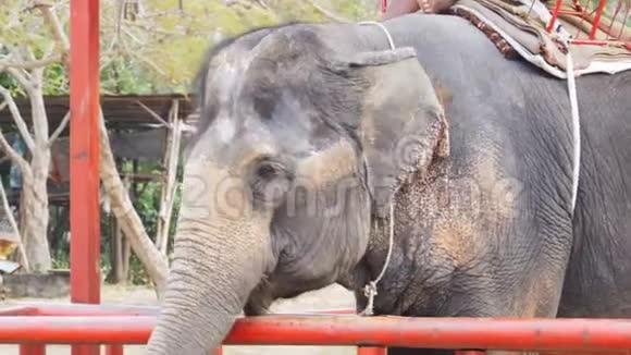 大象挥动耳朵和躯干移动泰国芭堤雅视频的预览图
