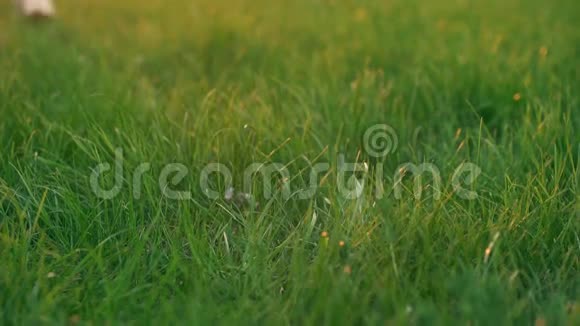 光脚女人只在草地上漫步视频的预览图
