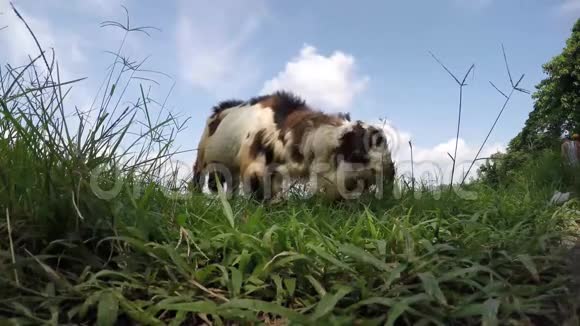 湖岸老羊在吃草视频的预览图