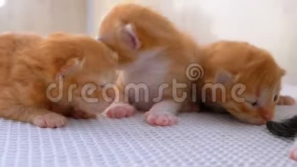 四只小猫有两个星期大在白色的地毯上爬来爬去视频的预览图