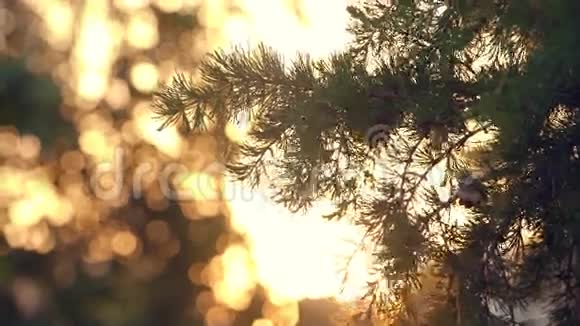 夕阳透过松树枝闪耀视频的预览图