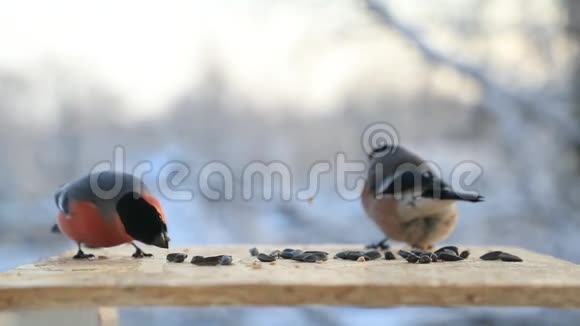 鸟类在冬天的特写镜头中在给鸟器里争夺种子慢速视频视频的预览图