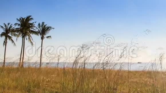 海滩蓝天碧海上的风轻草棕榈视频的预览图