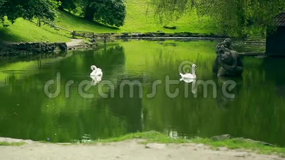 在夏天阳光明媚的湖畔白色天鹅视频的预览图