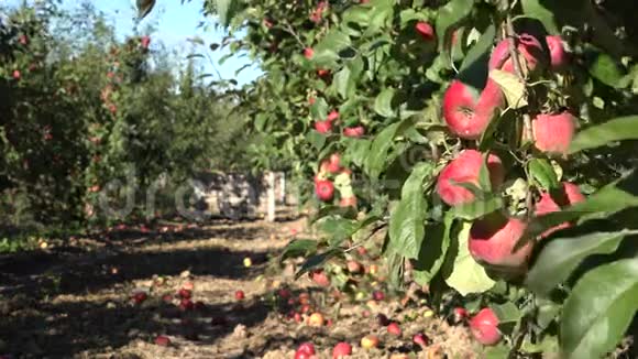 收获时生态果园里有红苹果的树改变焦点4K视频的预览图