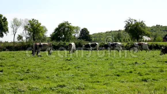 草地上有许多奶牛视频的预览图