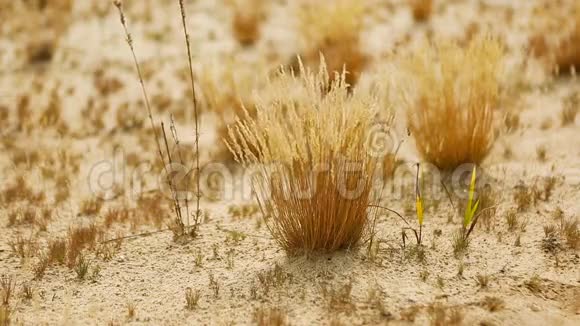 桑迪沙漠美丽宁静的沙质草原景观视频的预览图