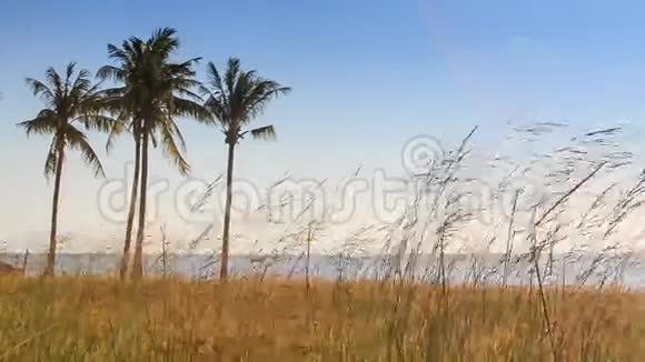 海滩蓝天碧海上的风轻草棕榈视频的预览图