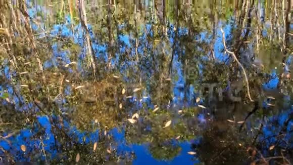 在池塘中拍摄蓝天树的倒影视频的预览图