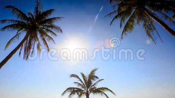 摄像机从下太阳蓝天拍摄到棕榈树视频的预览图