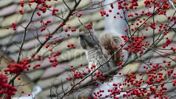 一只灰松鼠在罗旺树上寻找食物视频的预览图