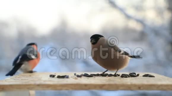 鸟类在冬天的特写镜头中在给鸟器里争夺种子慢速视频视频的预览图