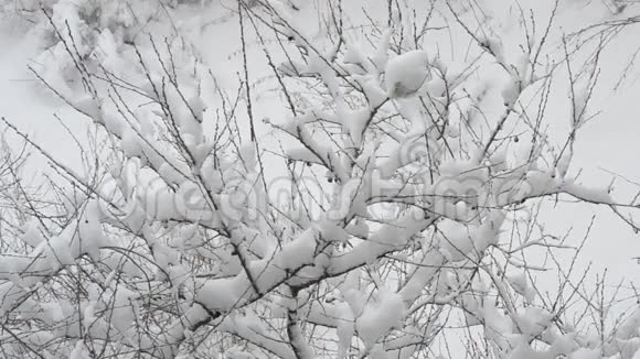 白雪覆盖着白雪覆盖的樱花树枝视频的预览图