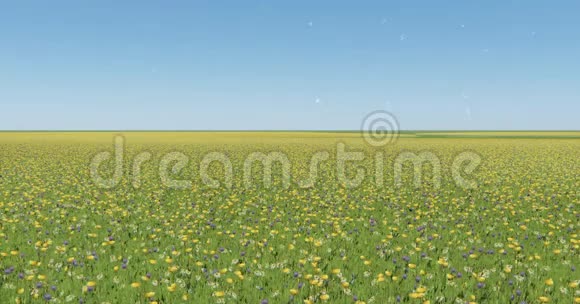 风中4k彩色花草自然风光蒲公英漂浮在半空中视频的预览图