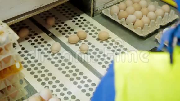 在养鸡场中分拣鸡蛋视频的预览图