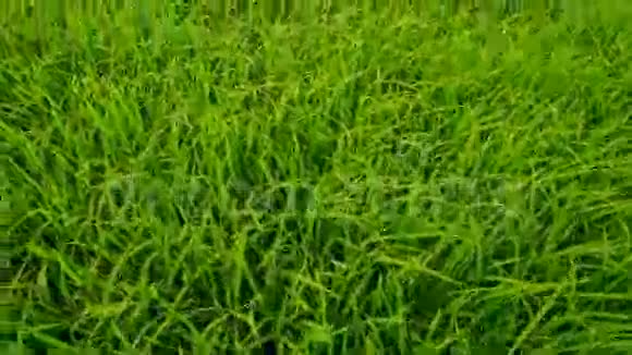 稻田到村的特写镜头移动视频的预览图