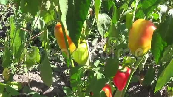 农家田以成熟的红青椒收获接近YN滑块视频的预览图