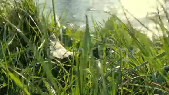 草叶随风飘浮背景4K视频的预览图