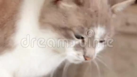 特写肖像可爱的美国短发猫可爱的猫脸视频的预览图