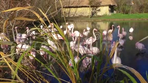 一群粉红色的火烈鸟和水中的倒影视频的预览图