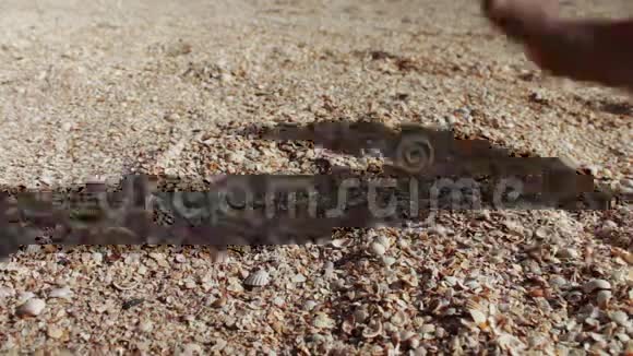 一个人的手拿贝壳沙滩上的沙子视频的预览图