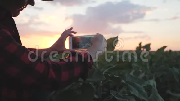 女孩农学家在农业中使用智能手机夕阳下的智能手机视频的预览图