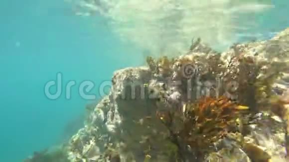 大西洋海底的水下海洋生物视频的预览图