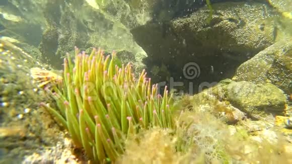 大西洋海底的水下海洋生物视频的预览图