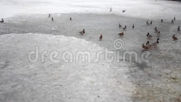 湖上的鸭子在冬天里嬉戏视频的预览图