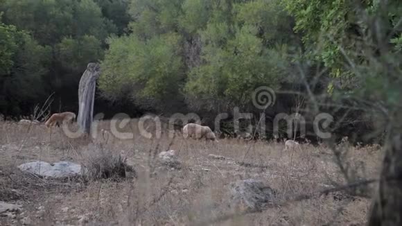 在卡拉门迪亚郊区的农场花园里绵羊在树丛中吃草视频的预览图