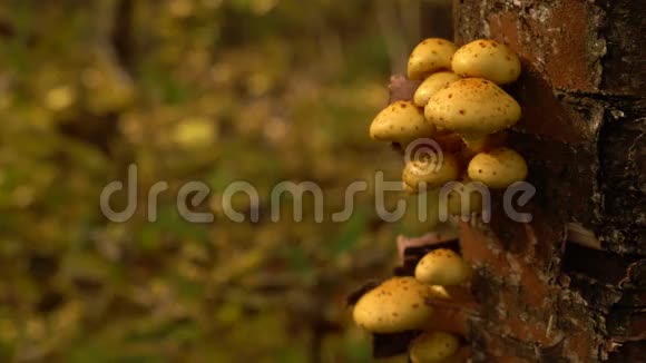在树上放有蘑菇的木背景视频的预览图
