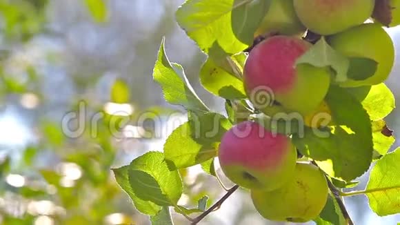 成熟的苹果在树枝上视频的预览图