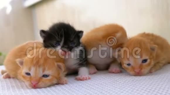 四只毛茸茸的小猫两周大在一块白色的地毯上爬行视频的预览图