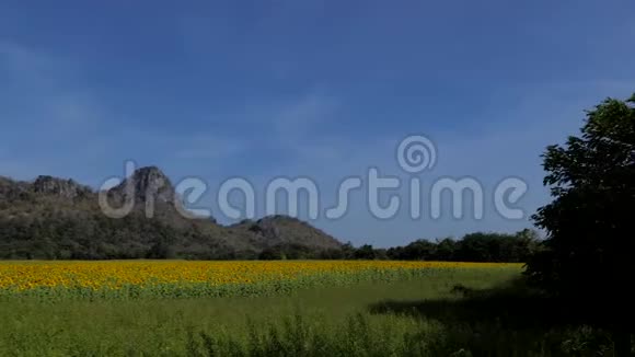 在田野里生长的黄色向日葵视频的预览图