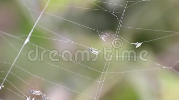 蚊子粘在网里纠缠视频的预览图