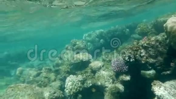 浅海水域的珊瑚礁视频的预览图