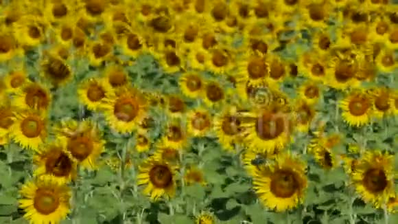 在田野里生长的黄色向日葵视频的预览图