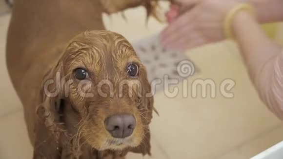 新郎在浴室里洗可爱的狗视频的预览图