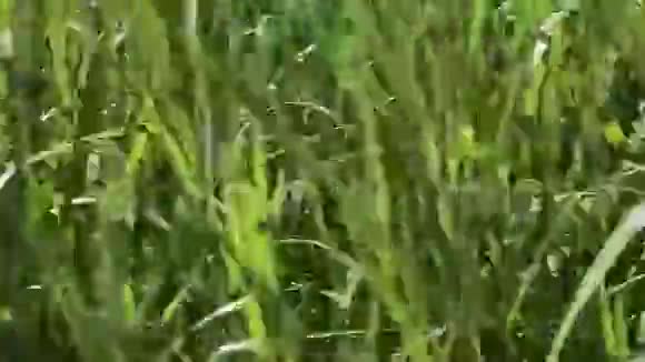 道路附近的草地和草地作为背景视频的预览图